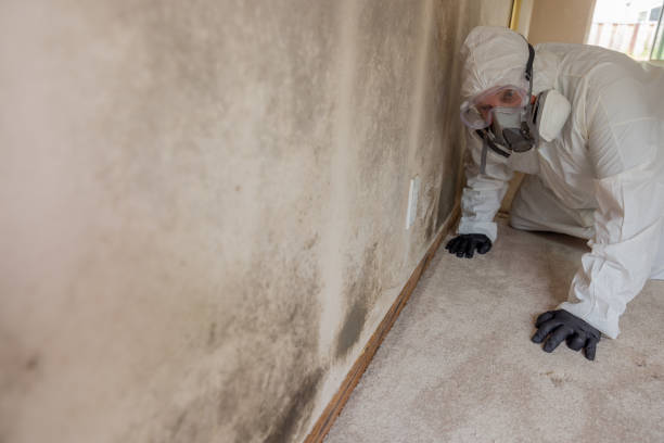 Best Residential Mold Inspection & Testing  in Crest Hl, IL